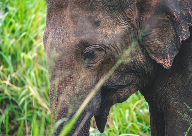 quels parcs nationaux choisir ?