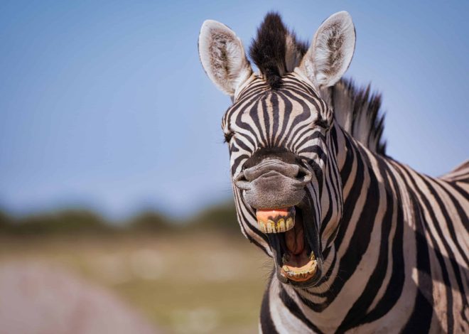 Tourisme en Namibie : entre safaris, désert et authenticité