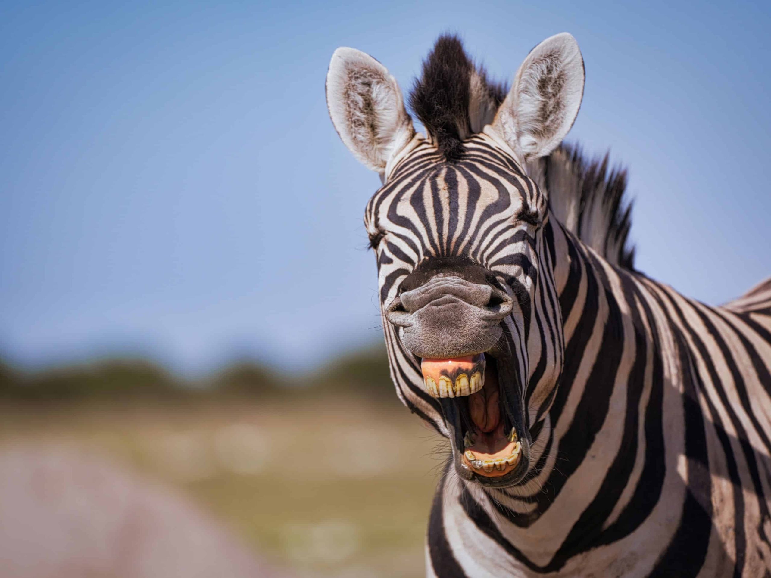 Tourisme en Namibie : entre safaris, désert et authenticité